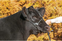 Weaver Livestock Leather Magic Show Cattle Halter, Adjustable, Modern Style Cow Calf Halter, Livestock Handling Equipment for Showing, Black