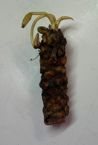 Live Hardy Water Lily Tubers Rhizomes Bulb Seed Nymphaea Aquatic Pond Plants Water Gardens Pre-Grown Flower in White Pink Red Yellow Orange Blue Purple (1, Peach Hardy Pond Lily)