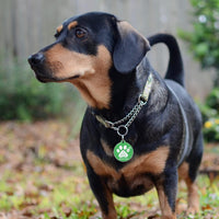 MYLUCKYTAG NFC&QR Code Personalized Dog Cat Tag - Paw,green - image 4