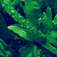 30+ Stems Package Starter Beginner Set Live Aquarium Plants Java Moss, Micro Sword, Rosette Amazon Sword, Anubias, Java Fern and More by Mainam