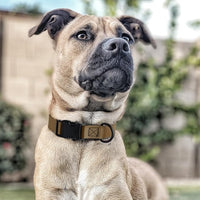 Dogline Biothane Waterproof Dog Collar with Quick Release Buckle Strong Coated Nylon Webbing with Odor- Proof for Easy Care Easy to Clean Fits Small Medium Large Dogs, Coyote Brown 5/8" W 10-14" L