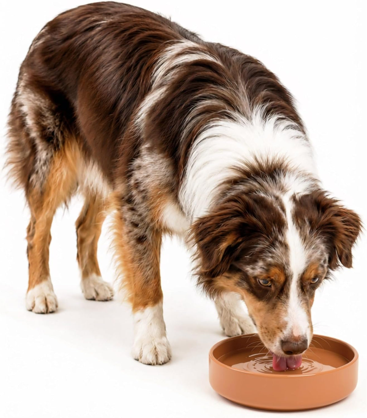 The Perfect Dish, Silicone Dog Bowl for Food & Water - Terracotta / Medium (7.5” Across x 2.25” Tall)