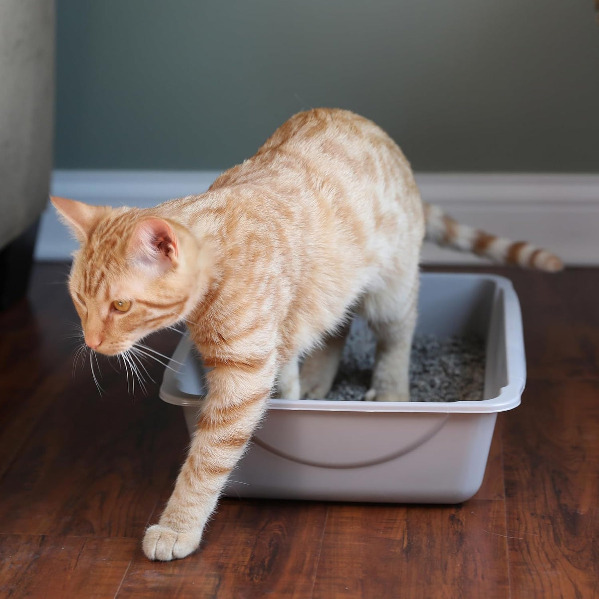 Petmate Basic Open Plastic Cat Litter Pan, Gray - Blue Mesa/ Mouse Gray / Small - image 2