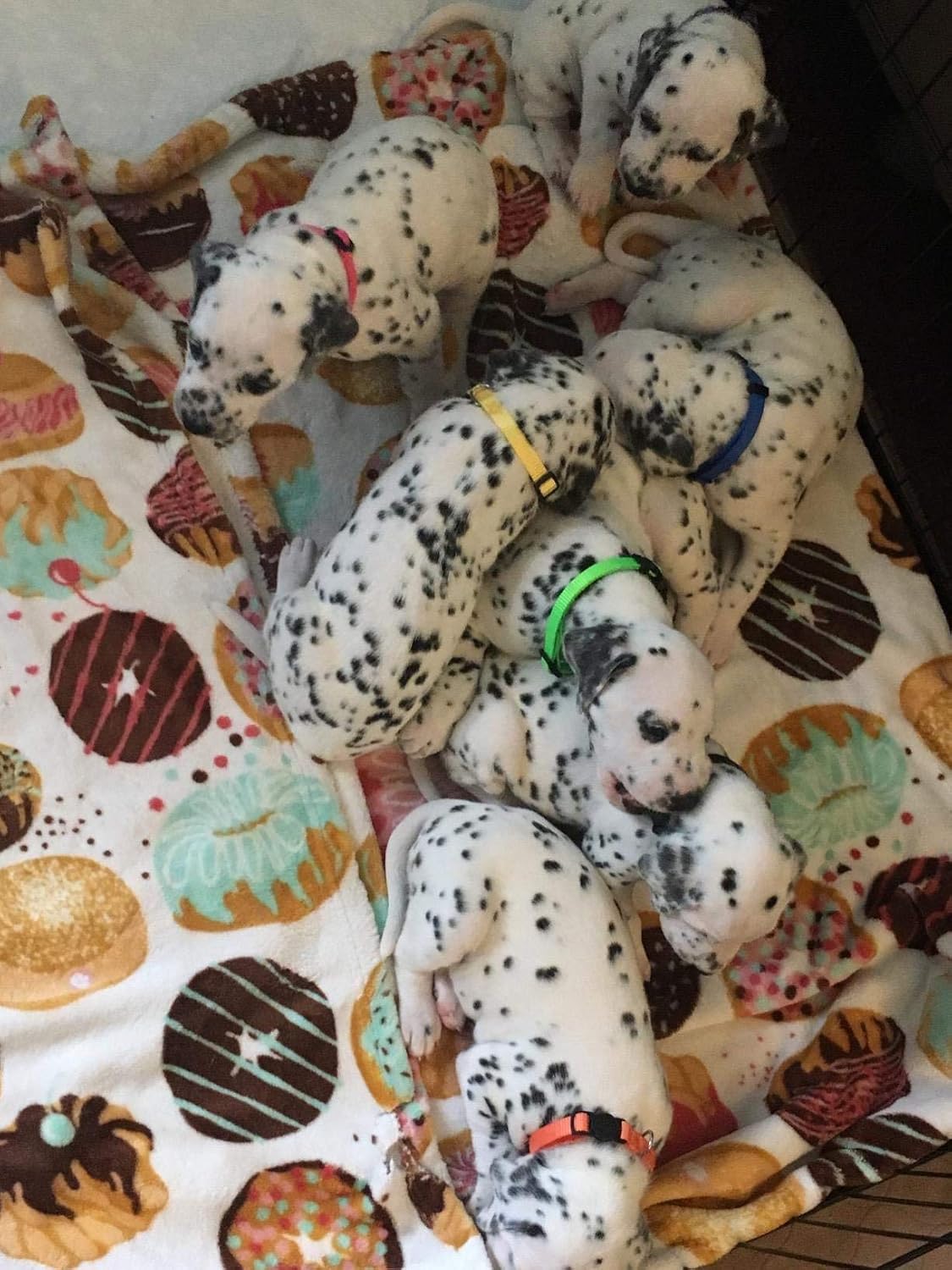 Puppy ID Collars, Super Soft Nylon Whelping Set - M - image 2