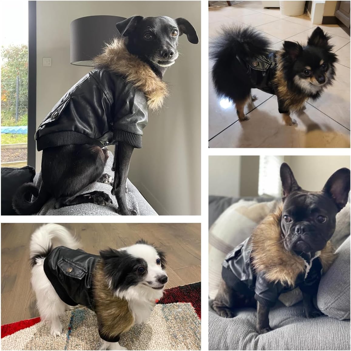 LESYPET Dog Leather Jacket for Small Dogs - XX-Large / Black - image 2