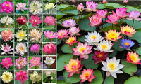 160 Sacred Lotus Seeds for Planting in Water Mixed Flower Color Pink Red White Yellow Multicolor Aquatic Nelumbo nucifera Bonsai Bowl Lotus Seed Lily Ponds Feature Water Gardens (160, Lotus Seed)