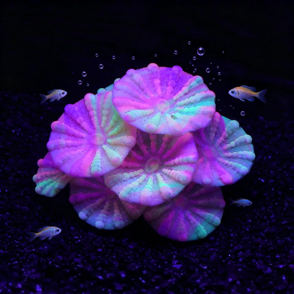 ZtohPyo Glow Fish Tank Decorations - Musfroom Coral