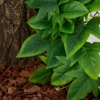 Fake Calathea Orbifolia, Reptile Terrarium Suction Plants – Essentials for Fish - Fake Sweet Potato Vine - image 3
