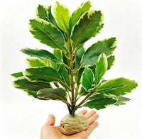 Reptile Plants Terrarium Decor, Reptile Tank Decorations - White and Green