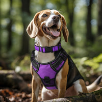 Joytale Reflective Dog Collar, Adjustable Neoprene Padded - X-Large (Pack of 1) / Purple - image 2