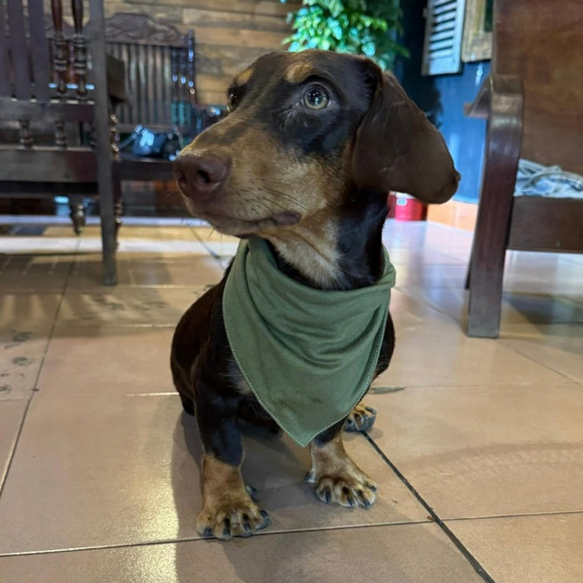 Premium Solid Olive Dog Bandana - Olive / Medium - image 2