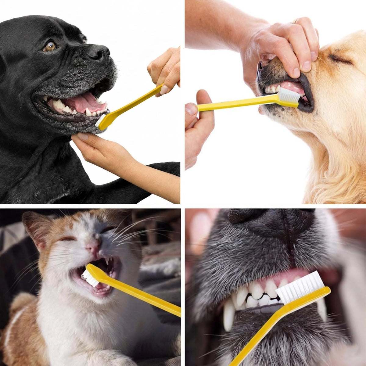 Pet Republique dog toothbrush set of 6 with dual-headed handles - view 4