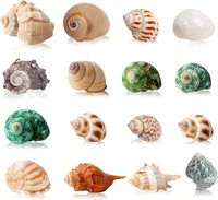 16PCS Hermit Crab Shells Medium Small, Sea Conch Size 1.1", 2.4"