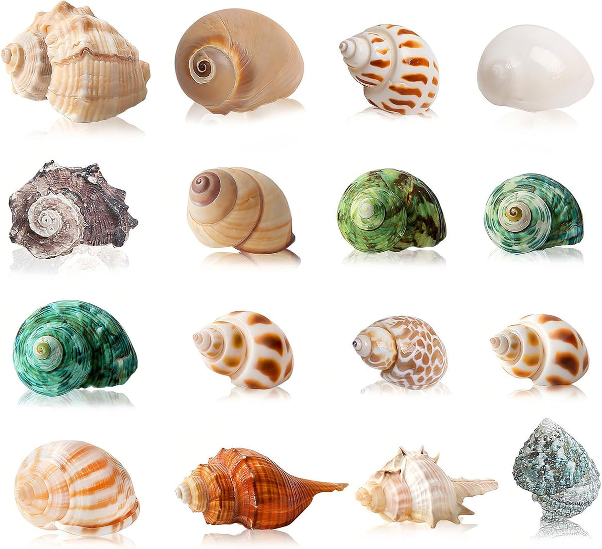 16PCS Hermit Crab Shells Medium Small, Sea Conch Size 1.1", 2.4"