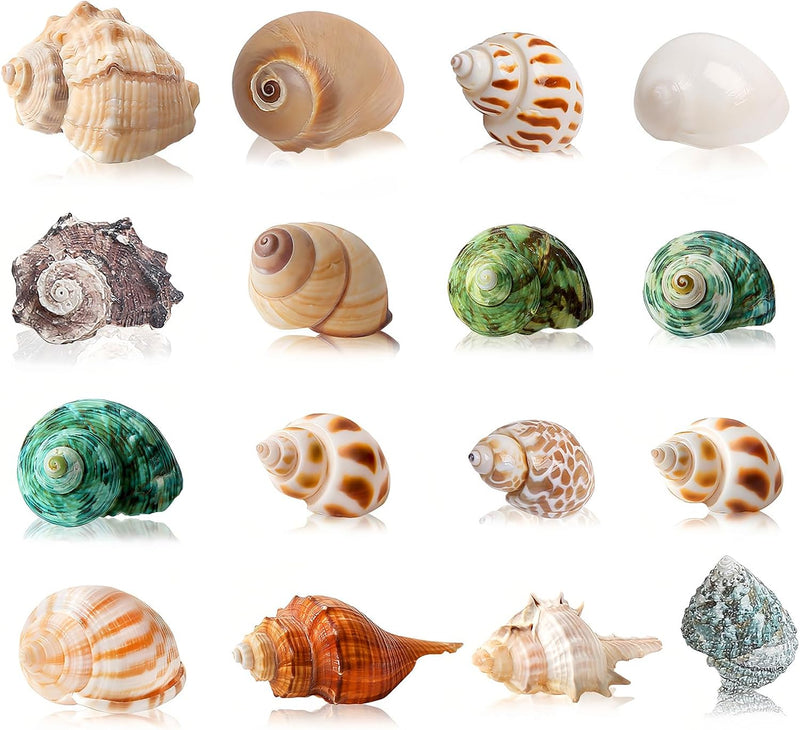 16PCS Hermit Crab Shells Medium Small, Sea Conch Size 1.1", 2.4"