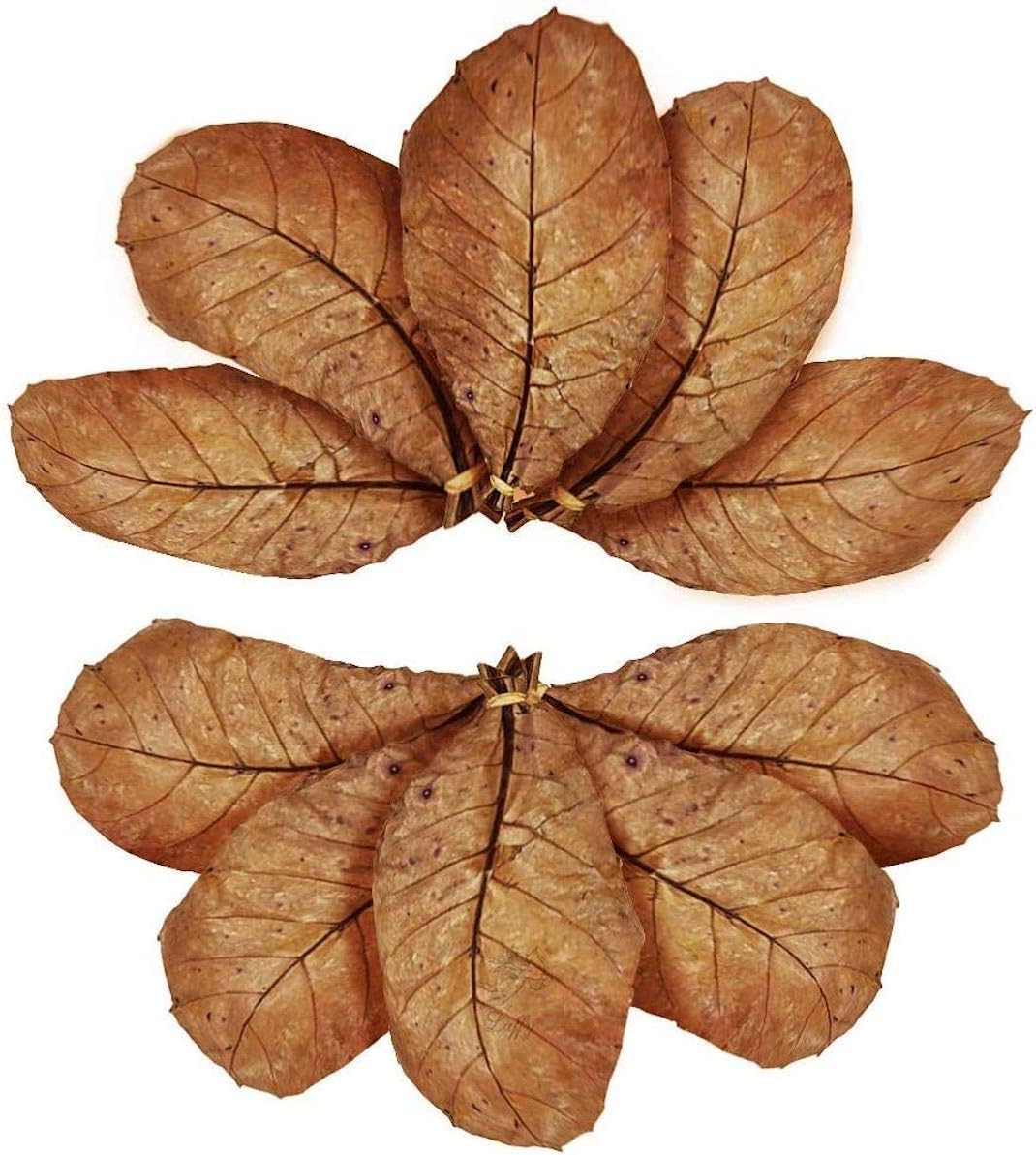 SunGrow 10-pack of large Indian almond leaves for axolotl and aquarium tanks - view 2