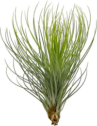 Air Plants - Tillandsia Andreana, Large 4-6" - 5ct - Live Arrival Gauranteed - House Plants for Home Decor & Gift