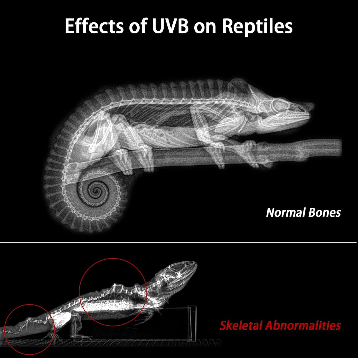 16-Inch LED UVB Reptile Light with Auto On/Off & Preset Day-Night - 8 INCH - image 3