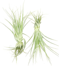 Live Air Plant - Tillandsia Gardneri 5-7” - 2ct - ragnaroc Rare Collectors Indoor Tropical Plant - Live Arrival Guaranteed - House Plants for Home Decor & Gift