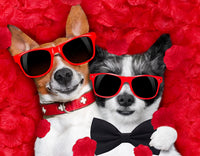 Formal Dog Bow Ties for Medium & Large Dogs – Essentials for Dogs - Black - image 3
