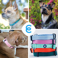 Blueberry Pet Essentials Matching Small Dog Collar | Adjustable Classic Solid Color Nylon Dog Collars for Small Dogs | Purple Dog Collar for Small Dogs