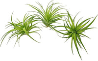 Live Air Plants - Tillandsia Geminiflora 1-3" - 3ct – ragnaroc Live Indoor Plant - Live Arrival Guaranteed - House Plants for Home Decor & Gift