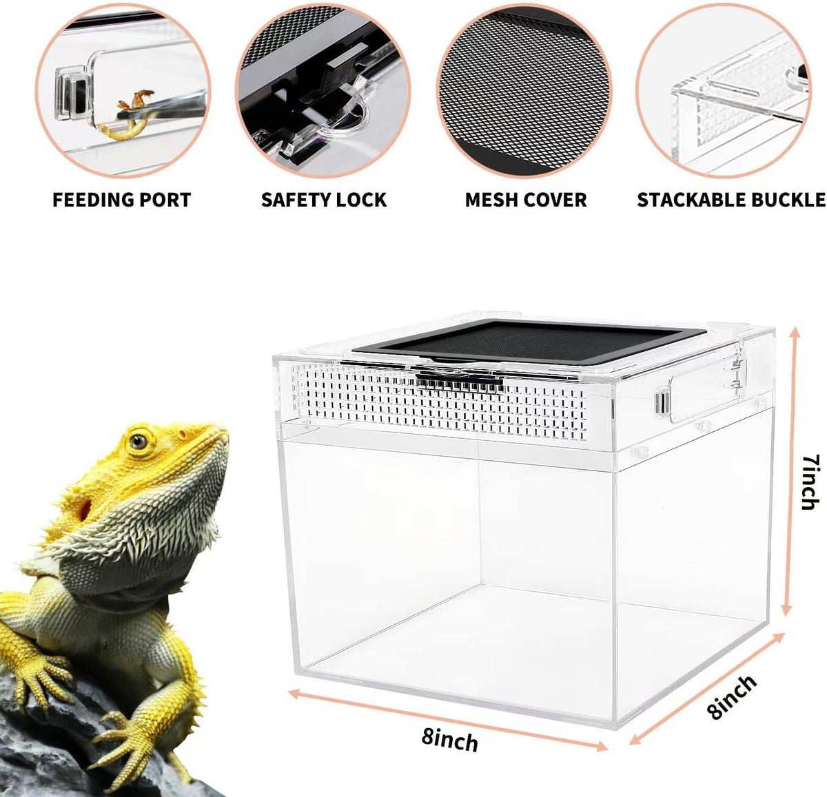 Reptile Growth Mini Reptile Terrarium - Transparent / 8" x 8"x 8" - image 4
