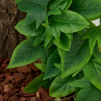 Fake Calathea Orbifolia, Reptile Terrarium Suction Plants – Essentials for Fish - Fake Sweet Potato Vine - image 4