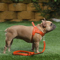 Plutus Pet No Pull Dog Harness with Front Clip - M: chest 19.7"-25.2" / Orange - image 4