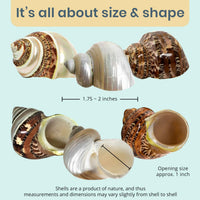 Hermit Crab Shells, Turbo Shells, 1 Brown, 1 Banded - image 3