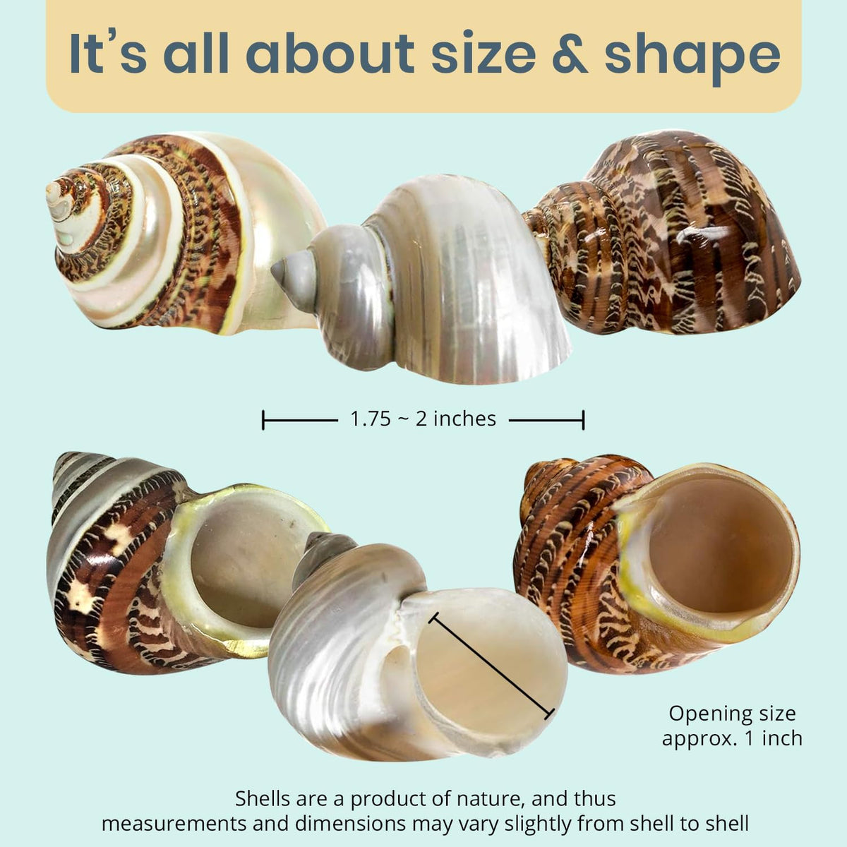 Hermit Crab Shells, Turbo Shells, 1 Brown, 1 Banded - image 3