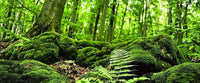 Galápagos Terrarium Background Clings, 11.125" x 36" - Forest
