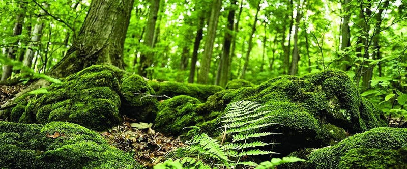 Galápagos Terrarium Background Clings, 11.125" x 36" - Forest