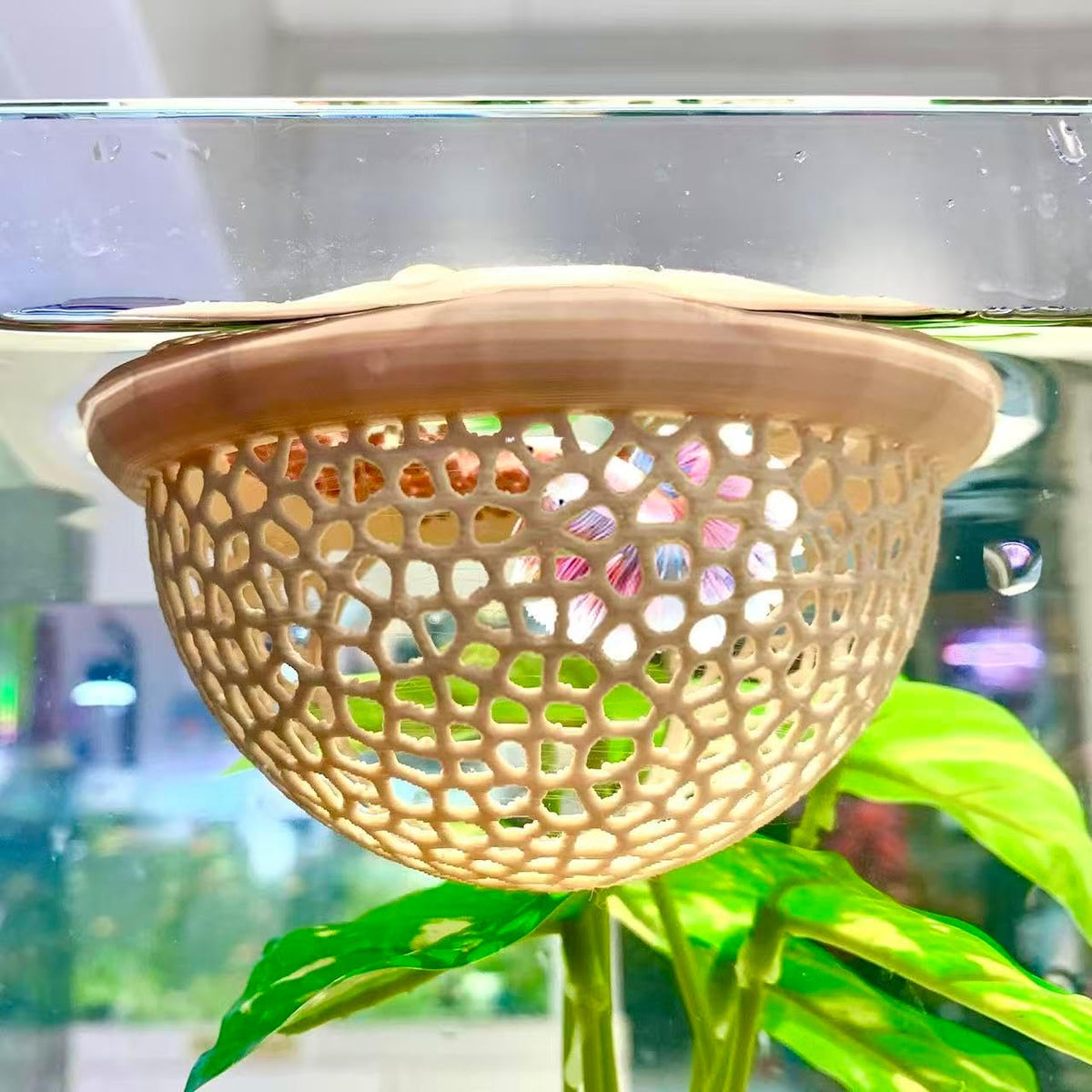 2pcs Wood Fish Feeding Ring for Aquarium，Floating Betta Hammock - Wood / 1pcs big and 1pcs small floating version