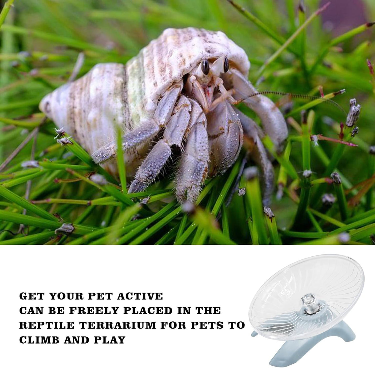 Hermit Crabs Wheel Toy, Hamster Running Wheel Toys - Small / Light Blue - image 3