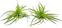 Live Air Plants - Tillandsia Geminiflora 1-3" - 2ct – ragnaroc Live Indoor Plant - Live Arrival Guaranteed - House Plants for Home Decor & Gift