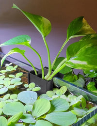 2 Pk Upgraded Aquarium Plant Holder - Black 4 - image 2