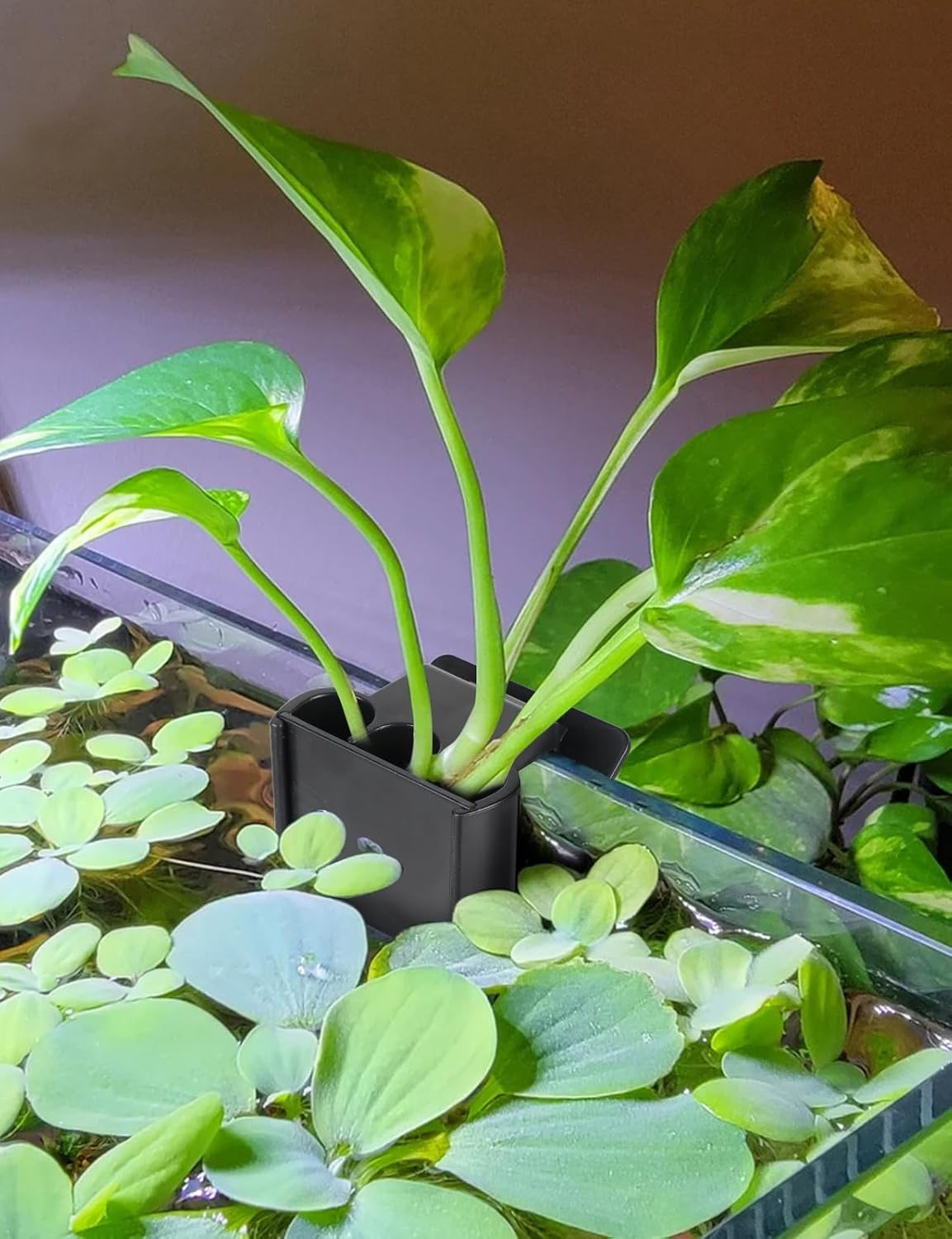 2 Pk Upgraded Aquarium Plant Holder - Black 4 - image 2