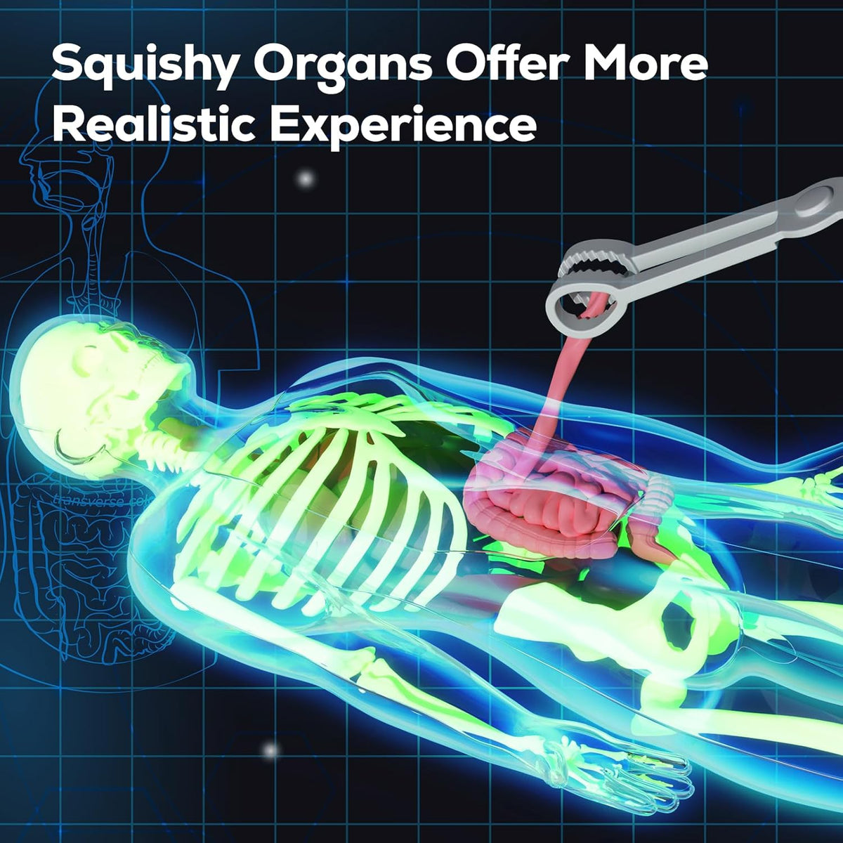 GobiDex Human Body Skeleton Model Kit - image 3