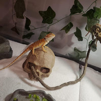 Bearded Dragon Hammock,Lizard Lounger Reptile Tank Hanging Plants Climbing Jungle Vines Flexible - Type：Rectangular hammock with skull - image 4