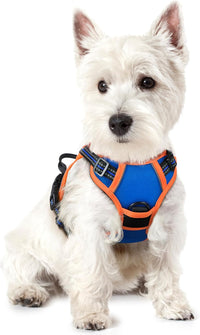 rabbitgoo Dog Harness, No Pull for Large Dogs with 2 Leash Clips - X-Small / Blue & Orange