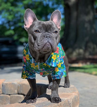 Parisian Pet Hawaiian Dog Shirt - Cotton Summer Clothes - Stylish Beach Outfit - Hook & Loop Closure - Machine Washable - Small Dogs