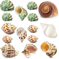 QEQEKAKA 15PCS Hermit Crab Shells Natural Mixed Seashells Replacement – Essentials for Reptiles And Amphibians