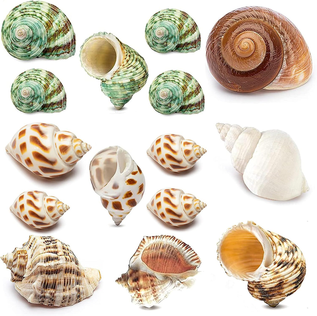 QEQEKAKA 15PCS Hermit Crab Shells Natural Mixed Seashells Replacement – Essentials for Reptiles And Amphibians