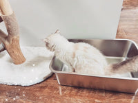 Stainless Steel Cat Litter Box - 19.5"L x 13.5"W / 6" H - image 3