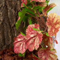 2Pack Reptile Plants for Terrarium - E-fake Heuchera Micrantha Pink - image 2