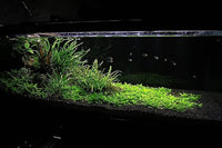 Ultum Nature Systems Controsoil - Freshwater Aqua Soil Substrate for Fish, Shrimp, Live Plant Propagation and Aquascaping - 6.8pH Low Ammonia, Volcanic Ash - Black, Normal (1 Liter | 2LB)