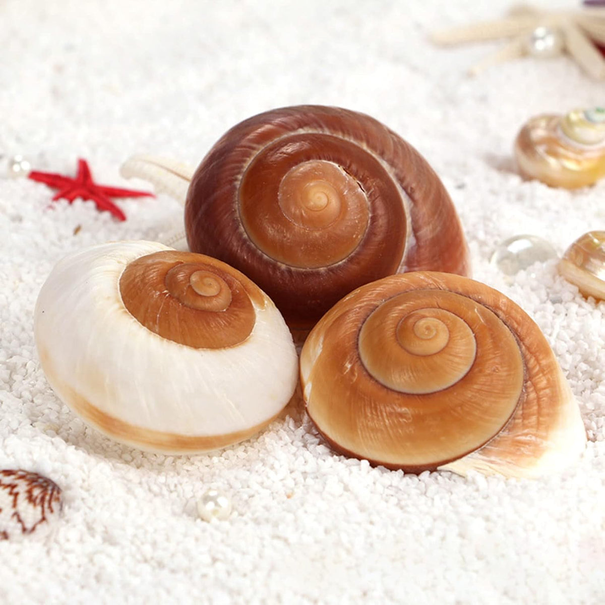 QEQEKAKA 2.7~3.5In Muffin Snail Hermit Crab Shells Natural Seashells - image 3