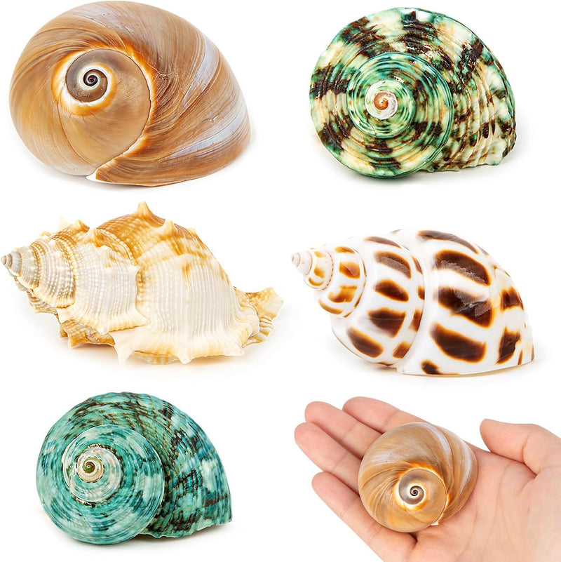 5PCS Hermit Crab Shells, Natural Sea Conch Size 2.1", 2.8"