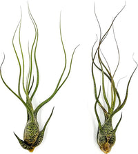 Live Air Plants - Tillandsia Butzii, Jumbo 7-9" - 2ct - Live Arrival Guaranteed - House Plants for Home Decor & Gift